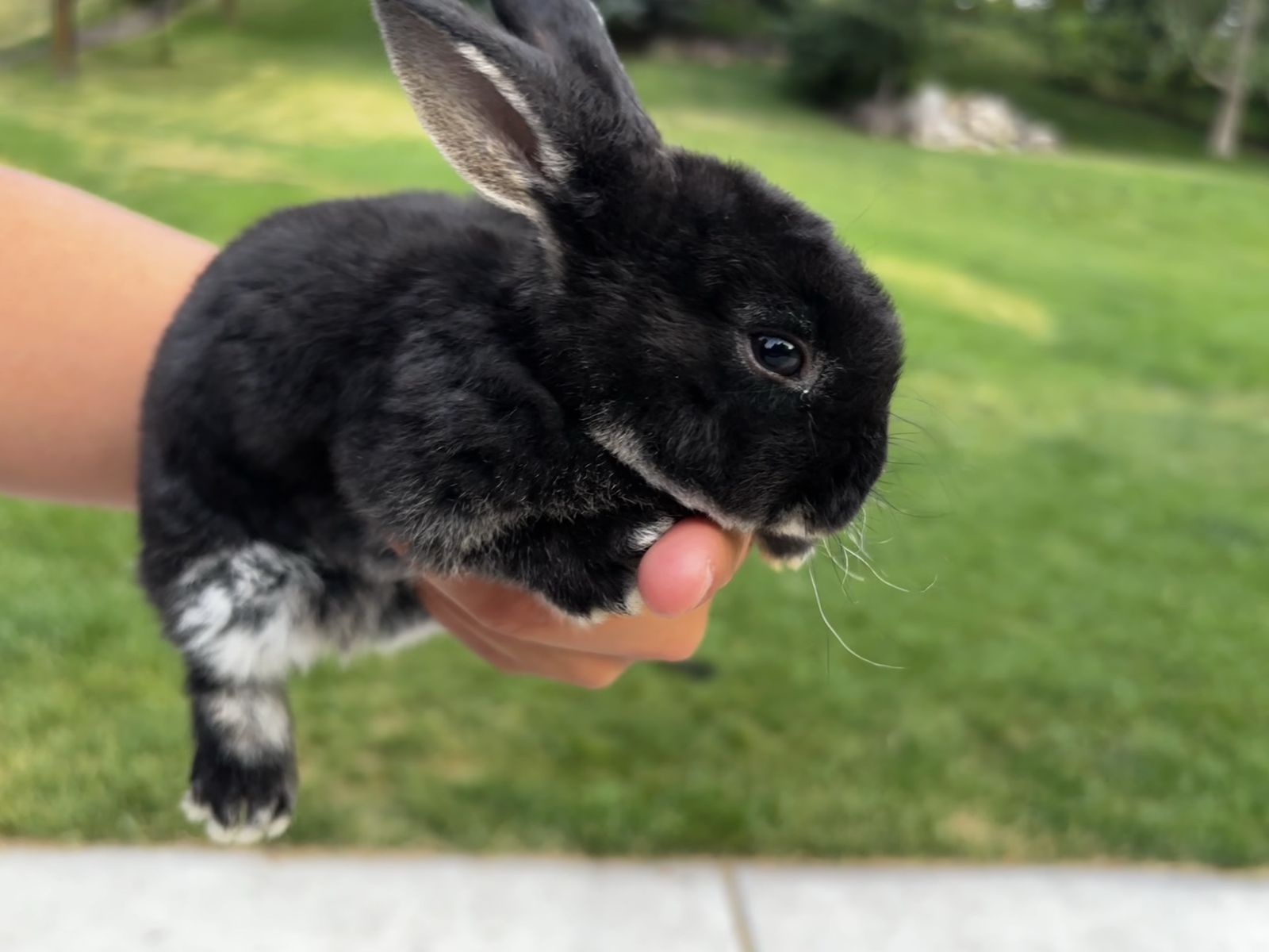 Purebred Mini Rex Bunnies