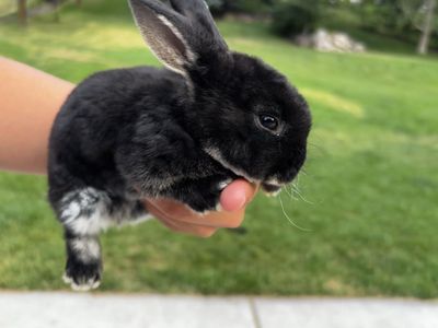Purebred Mini Rex Bunnies