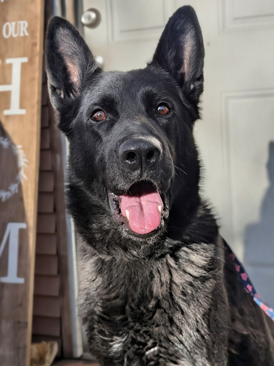 Professionally Trained German Shepherd