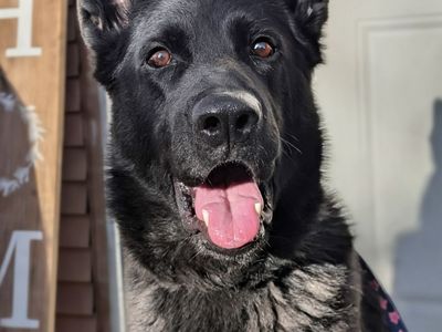 Professionally Trained German Shepherd