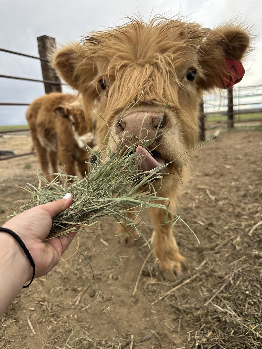 Scottish Highland Purebred Weaned Heifer