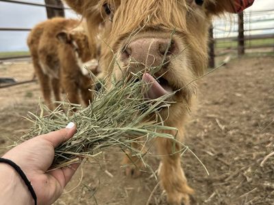 Scottish Highland Purebred Weaned Heifer