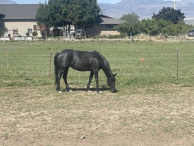 Desirable 4-Year-Old Blue Roan Mare