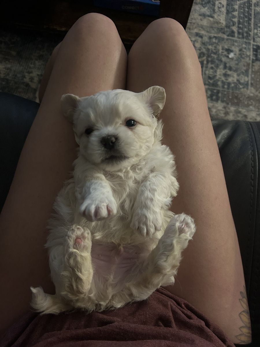 Fluffy Frenchie mix