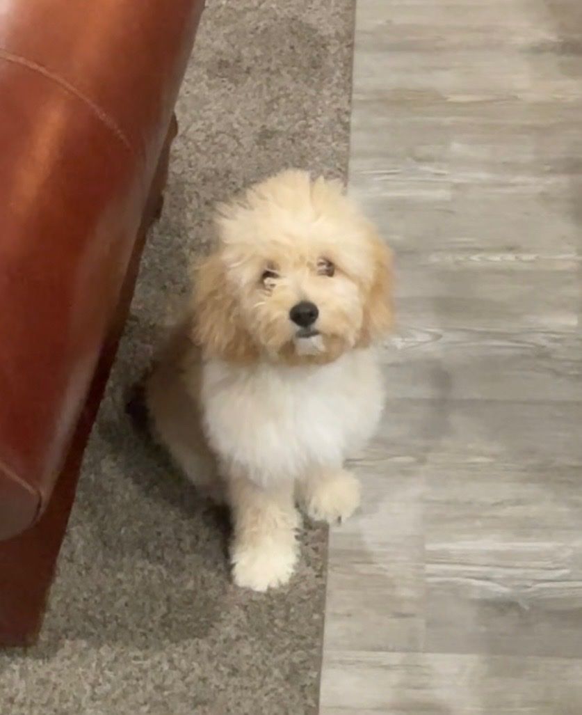 5 Month Old Cockapoo