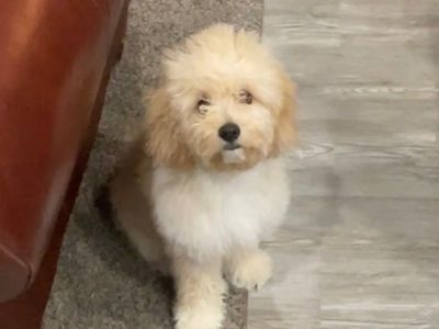 5 Month Old Cockapoo