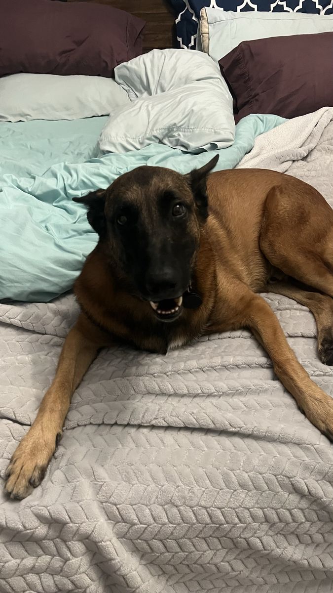 Belgian Malinois Dog Rehoming