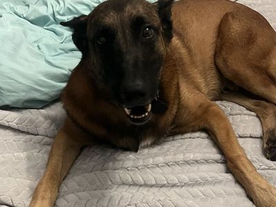 Belgian Malinois Dog Rehoming