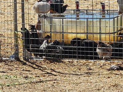 Chickens hens roosters - Backyard Flock