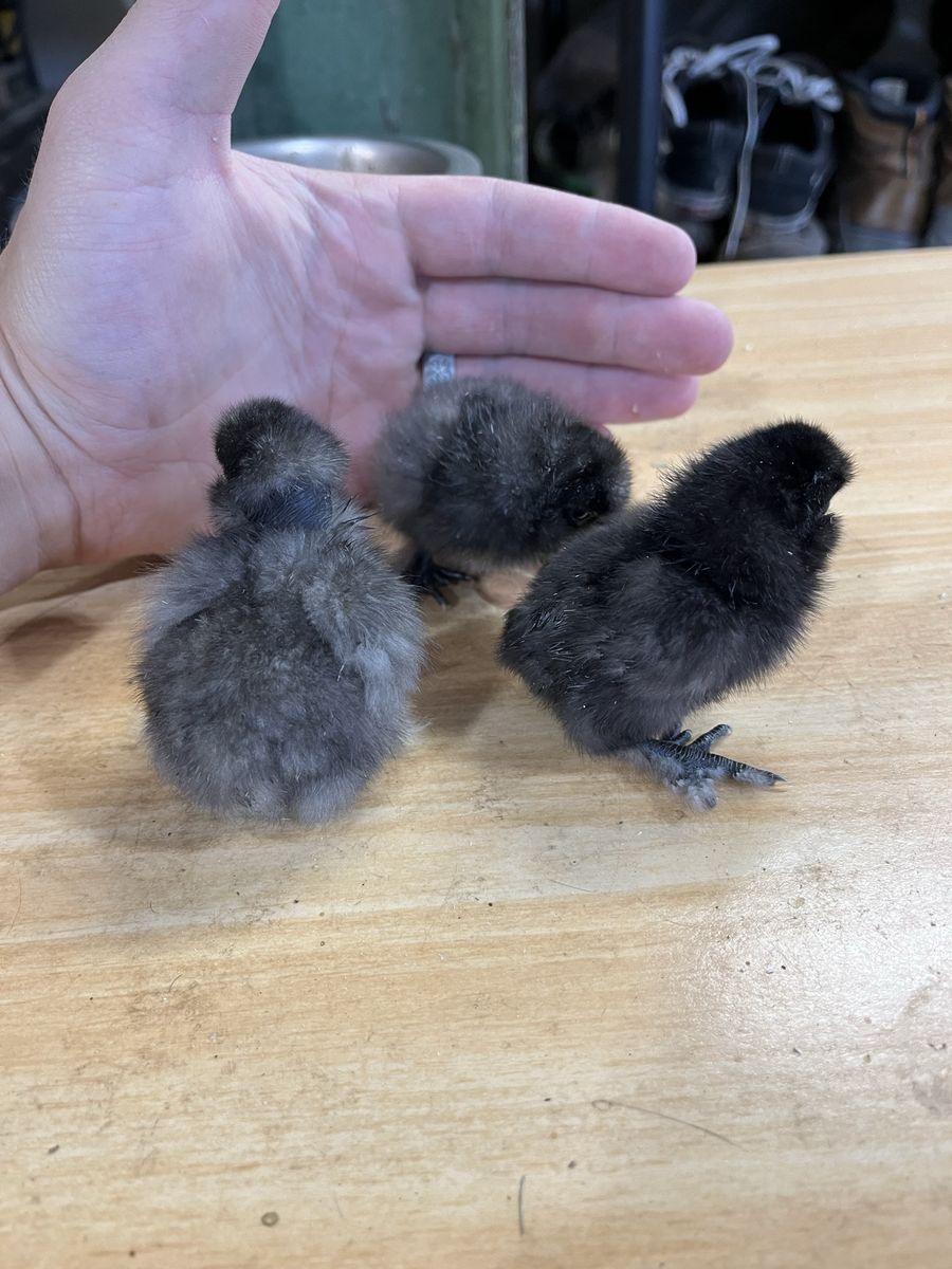 Silkie & Showgirl Silkie Chicks