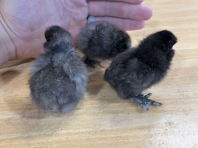 Silkie & Showgirl Silkie Chicks
