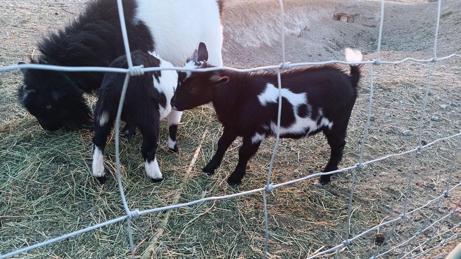 Nigerian dwarf kids