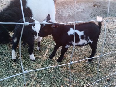 Nigerian dwarf kids