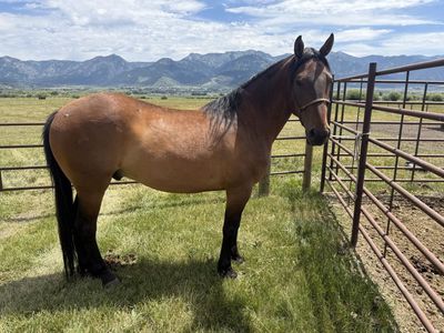 Half-Draft 6 year old gelding.