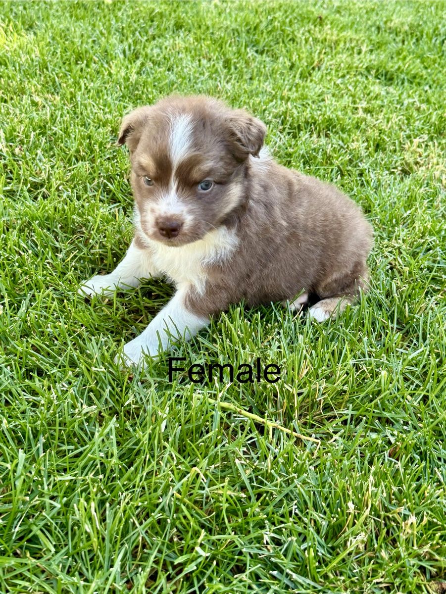 ASCA Full Size Australian Shepherds