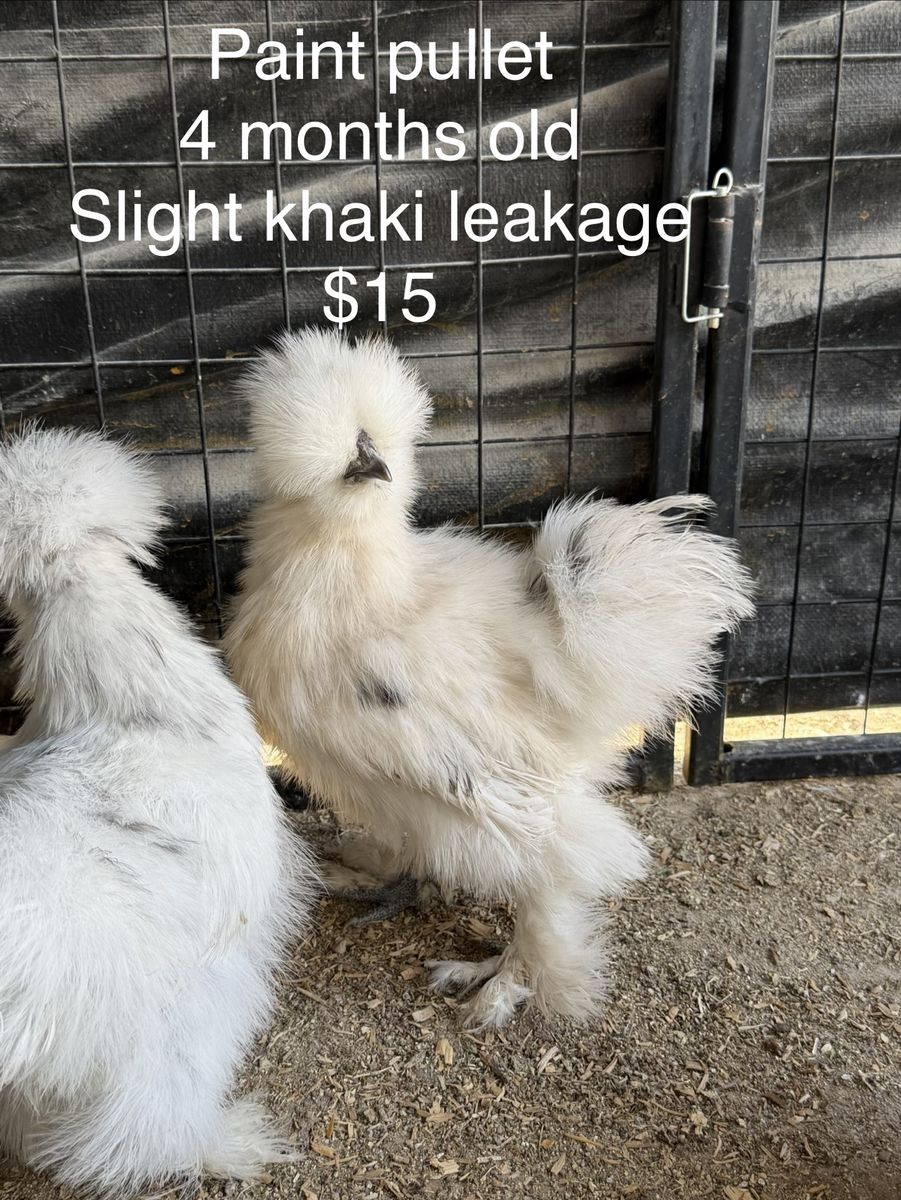 Silkie Pullets