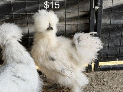 Silkie Pullets