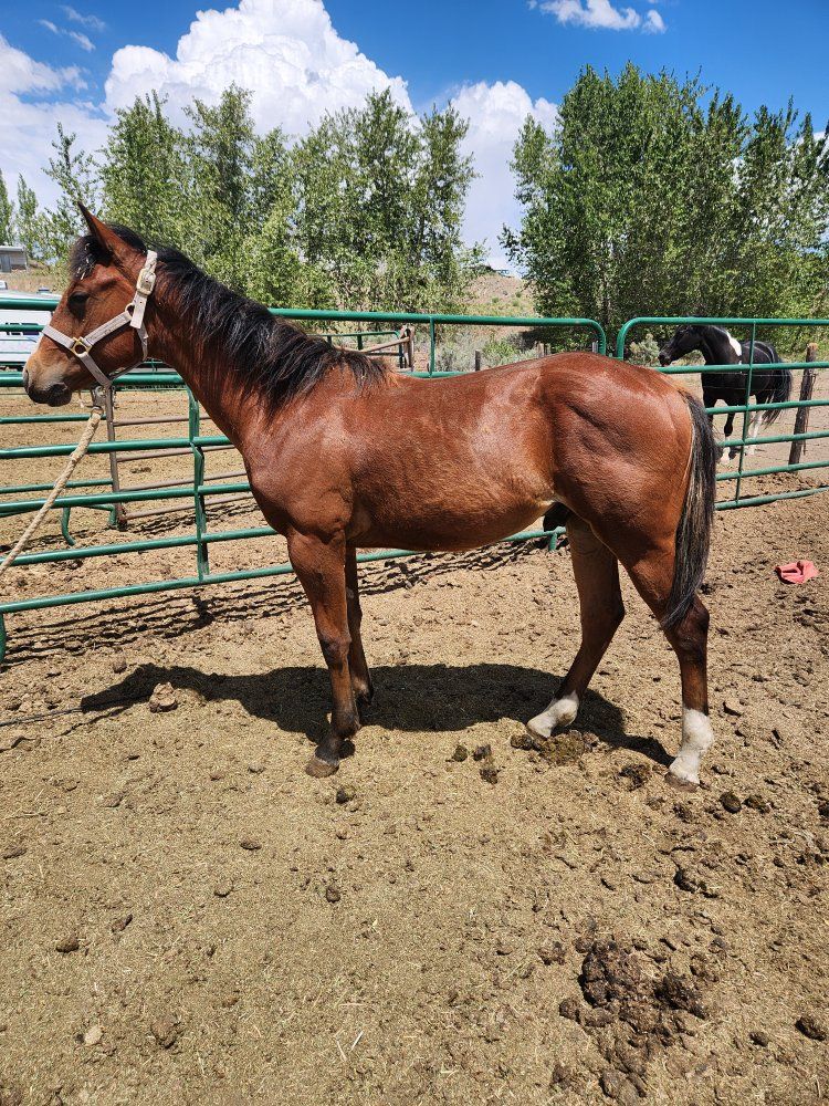 Bay yearling stud colt