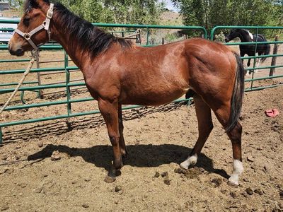 Bay yearling stud colt