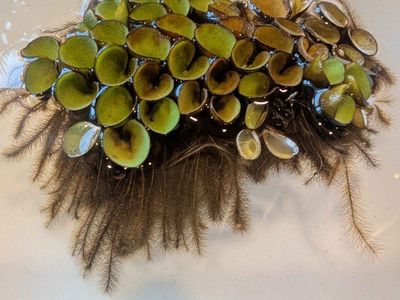 Salvinia Cucullata Aquarium floating plants.