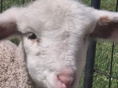 Goat for sale