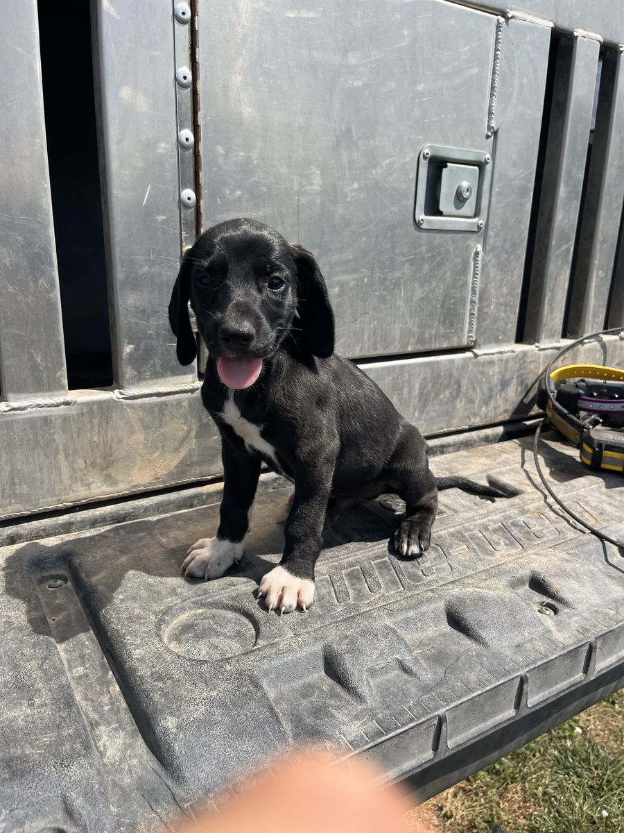 Male Hound Mix Puppies - Plott, Walker Hound & Redtick Mix