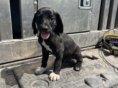 Male Hound Mix Puppies - Plott, Walker Hound & Redtick Mix