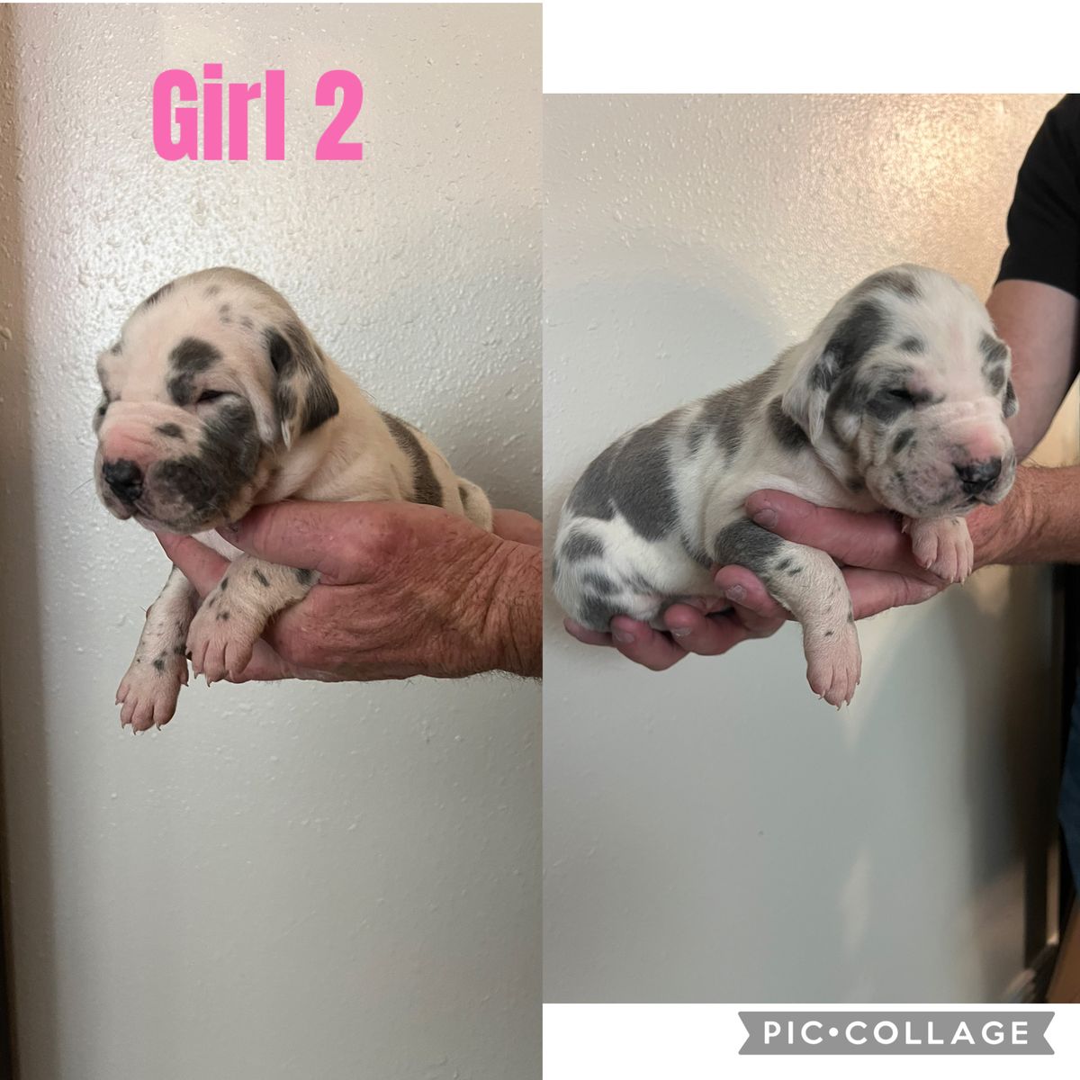 Gorgeous Great Dane Puppies! 