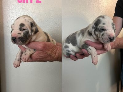 Gorgeous Great Dane Puppies!