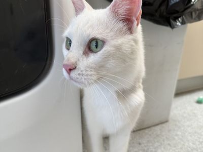 Hello my name is Zanzibar