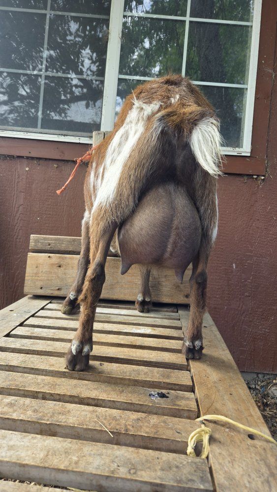 Nigerian doe in milk registered