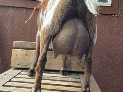 Nigerian doe in milk registered