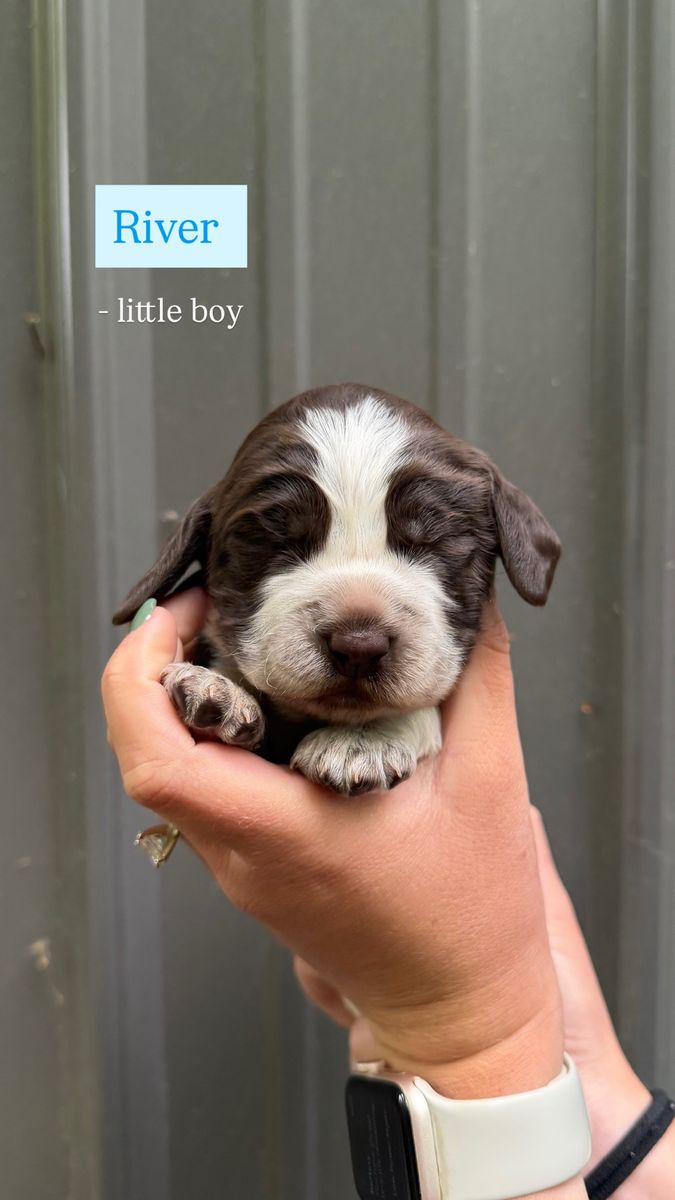 AKC English Springer Spaniel Puppies – European & Bench Lines