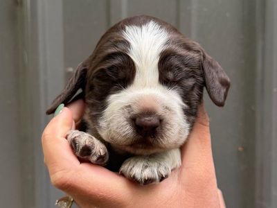 AKC English Springer Spaniel Puppies – European & Bench Lines