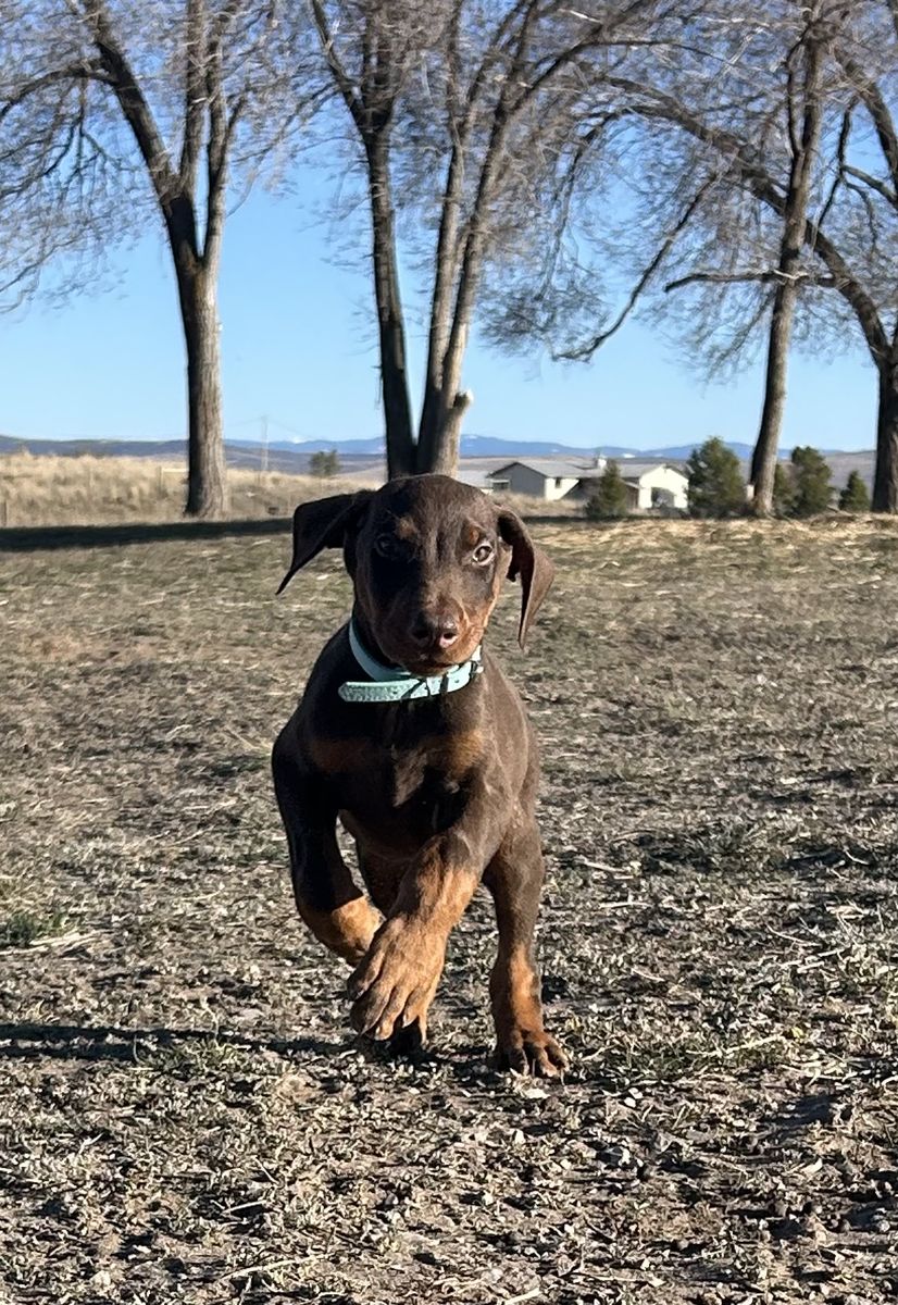 Doberman Puppy Last One ! Willing To Trade !