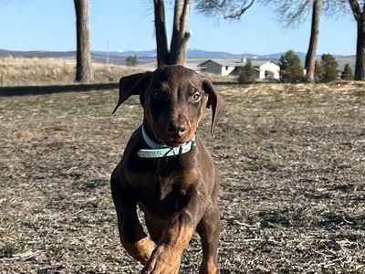 Doberman Puppy Last One ! Willing To Trade !