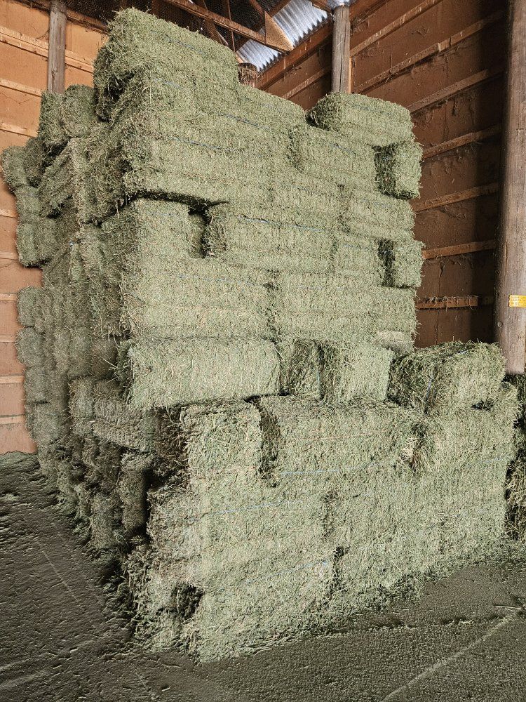 Quality Alfalfa Hay Bales - Freshly Harvested Animal Feed