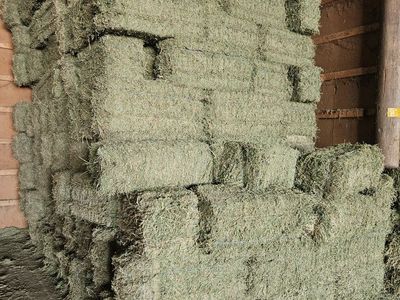 Quality Alfalfa Hay Bales - Freshly Harvested Animal Feed