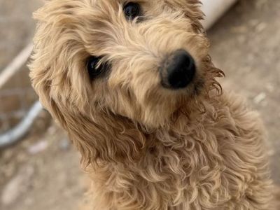 Goldendoodles — end of May deals