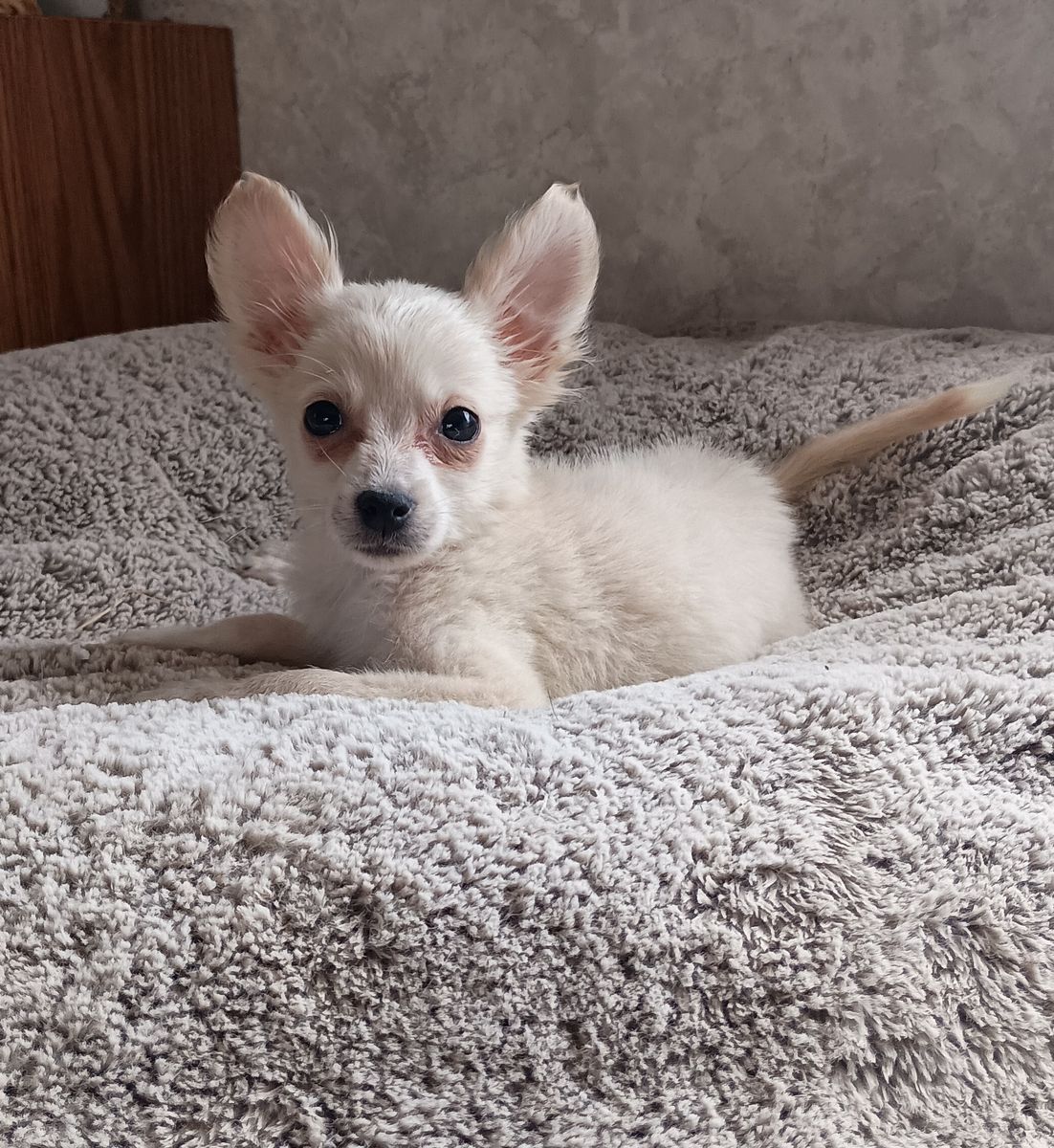 Adorable mini Eskimo / Pomeranian / toy Husky pups