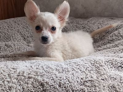Adorable mini Eskimo / Pomeranian / toy Husky pups