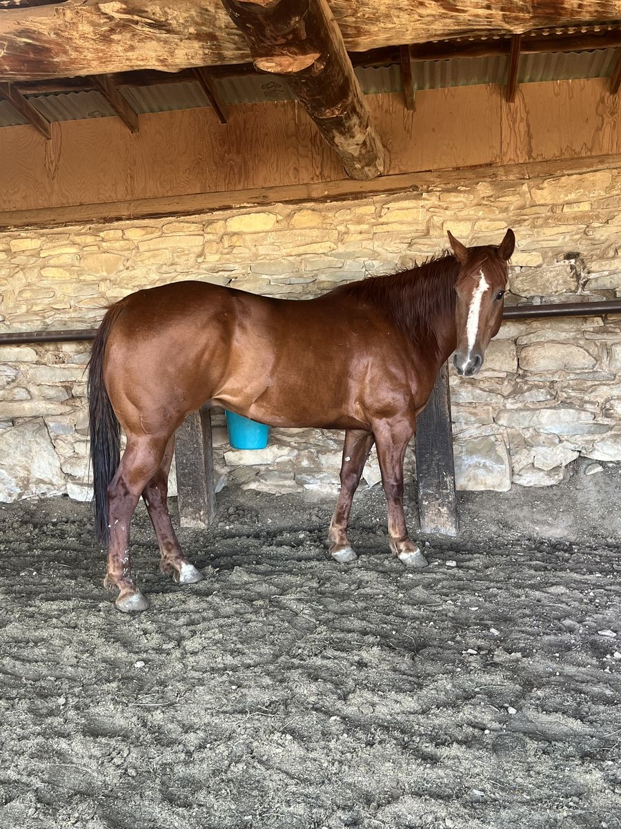 2017 AQHA Gelding