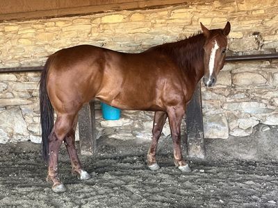 2017 AQHA Gelding