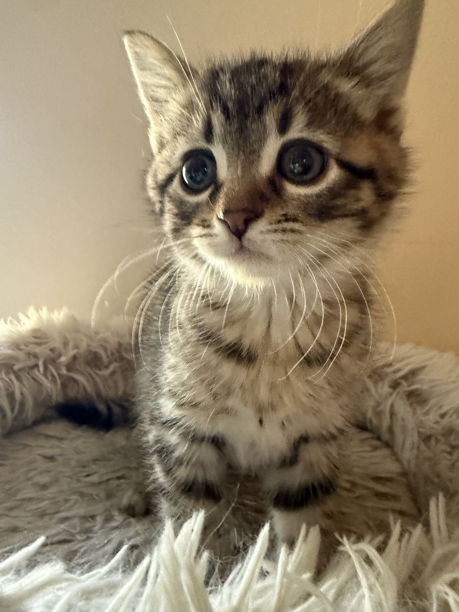 Cutest male kitten - 8 weeks old
