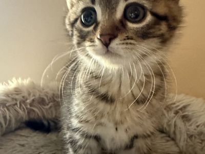 Cutest male kitten - 8 weeks old