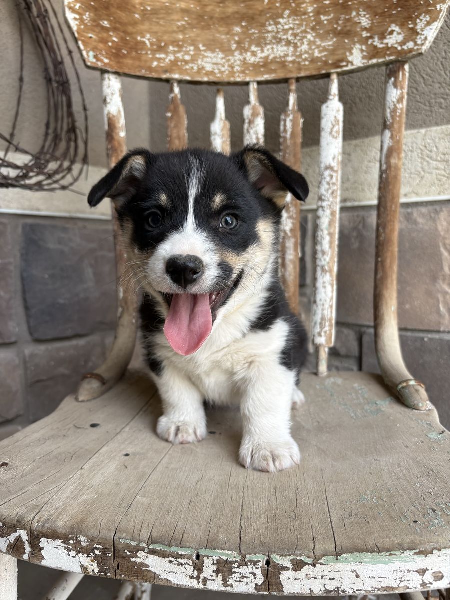 AKC Pembroke Welsh Corgi puppy PENDING PICK UP