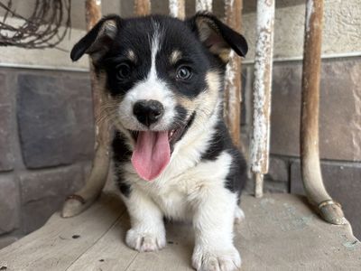 AKC Pembroke Welsh Corgi puppy PENDING PICK UP