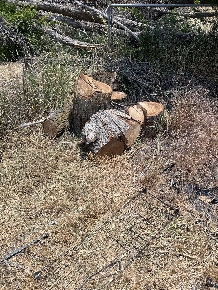 Free dry firewood