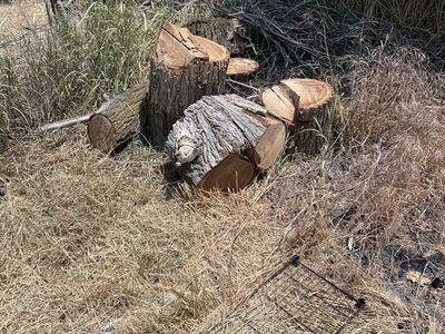 Free dry firewood
