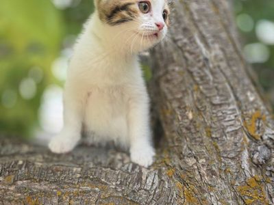 Bengal/Persian kittens! (2 girls)